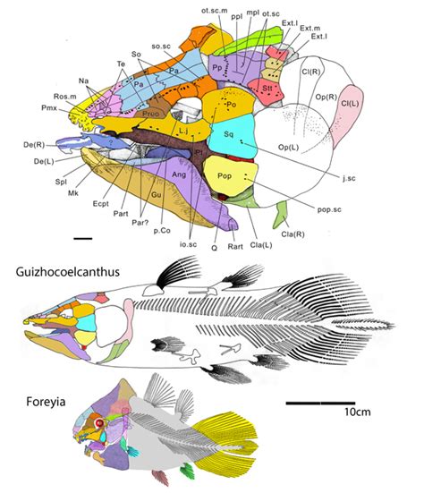 Coelacanth Skeleton