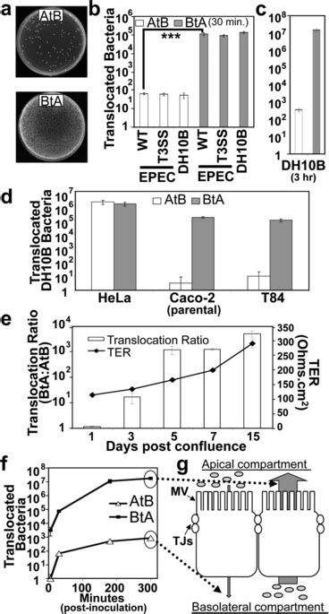 Basolateral To Apical Bta Translocation Of Li Across Intact Download Scientific Diagram