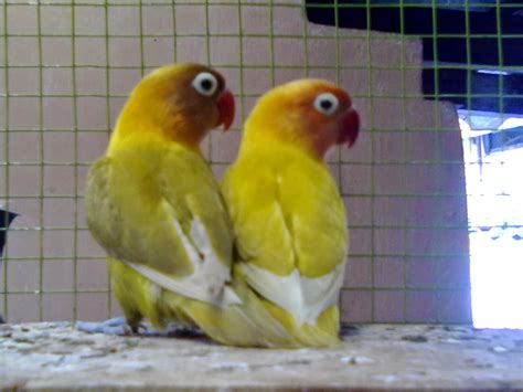 Kumpulan Foto Burung Lovebird Pastel Jantan Burung Muda Beng