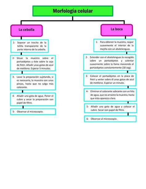 Morfología Celular Pau Torres Robles uDocz