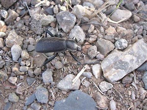 Ground Beetle Eleodes Obscura BugGuide Net