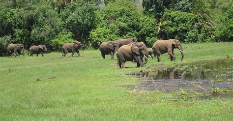 Day Akagera National Park Game Drive Getyourguide