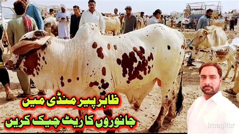 Zahir Per Mandi Ka Visit Cow Mandi Rates Akram Shah Khanpur Youtube