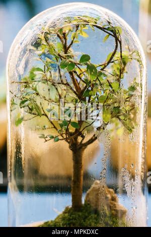 Dekorative Bonsai Baum In Glas Terrarium Stockfotografie Alamy