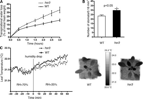 Figure From The Arp Complex Mediates Guard Cell Actin