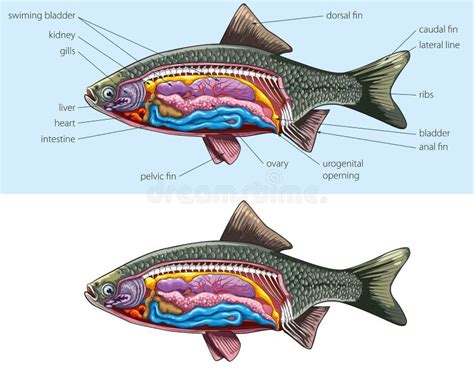 Fish Dissection Diagram