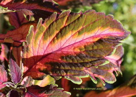 Plantfiles Pictures Coleus Flame Nettle Painted Nettle Beauty Of