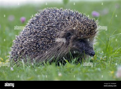 european hedgehog, european hedgehogs, hedgehog Stock Photo - Alamy