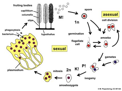 Slime Mold Labeled Diagram