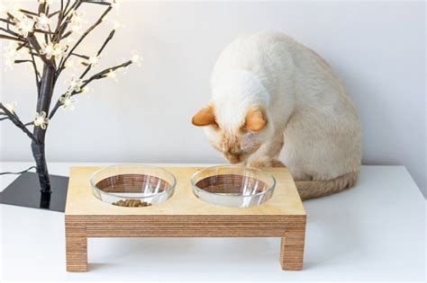 How To Stop Your Cat From Spilling Water Out Of Their Bowl (7 Simple ...