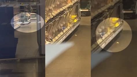 Tesco Horror As Rodent Seen Wriggling Into Crisp Display In Stomach