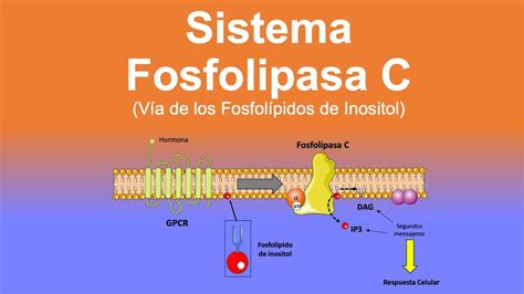 Sistema Fosfolipasa C Vía de los Fosfosfolípidos de Inositol PCL