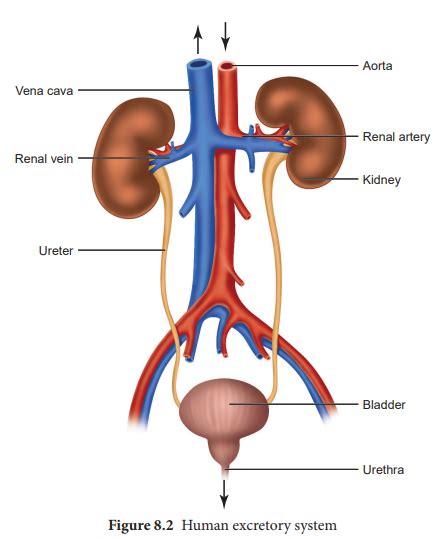 Excretory System Kidney Diagram Excretory Urinary