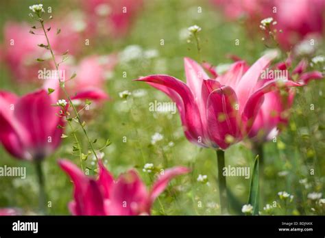 Field of Pink Tulips Stock Photo - Alamy