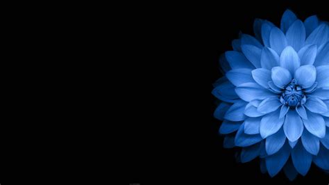 Aesthetic Black Flower Wallpapers Wallpaper Cave