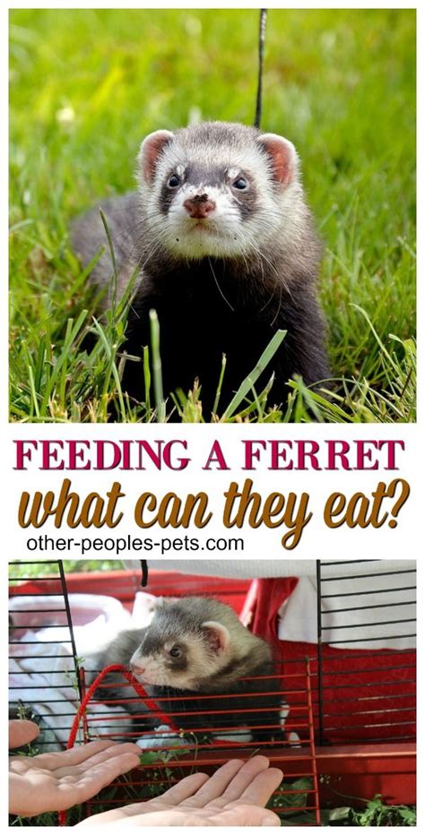 Foods Ferrets Can Eat You May Not Know About Pet Ferret Ferret