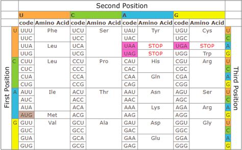 Solved What Amino Acid Sequence Is Encoded By The