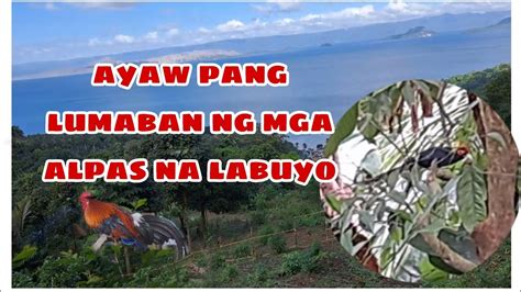 Unang Dayo Sa Pangangati Ng Labuyo Hunting Labuyo Youtube