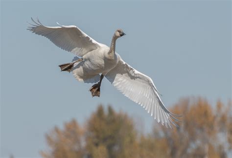 Swan, Trumpeter 20171106-02 | Wings Over Skagit