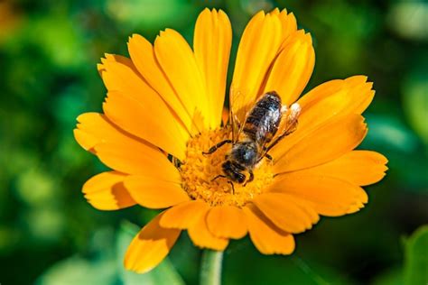 La Abeja Recoge El Polen De La Miel De Las Flores Macro Foto Flor De