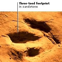 Arriba 64+ imagen trace fossil examples - Abzlocal.mx