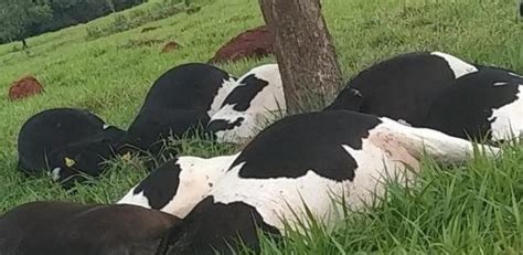 Cabe As De Gado Morrem Ap S Serem Atingidas Por Raio Em Fazenda De