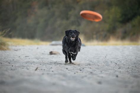 A Dog Playing Fetch · Free Stock Photo