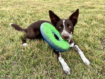 The Fetch Game - Sarah Owen Dog Training and Behavior Consultations