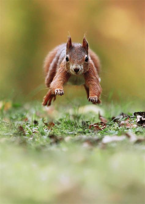 Savoring Lifes Sweetness Beautiful Wildlife Flying Squirrel By