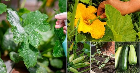 19 Pruning Zucchini Plants CadelCarlyne