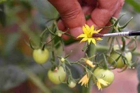 How to Grow Tomatoes in Aerogarden- In-depth Guide for Beginners