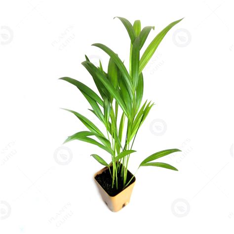 Buy Areca Palm (small) Plant online at low price on plantsguru.com