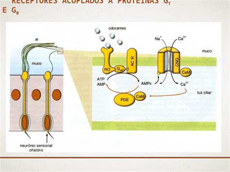 Pptx Receptores Celulares Receptores De Membranas Receptores Canais