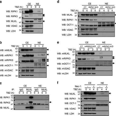 Nuclear Translocation Of Mlkl Is Triggered By Its Phosphorylation And