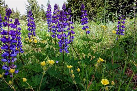 The Willamette Valley In Bloom Top Wildflower Viewing Spots