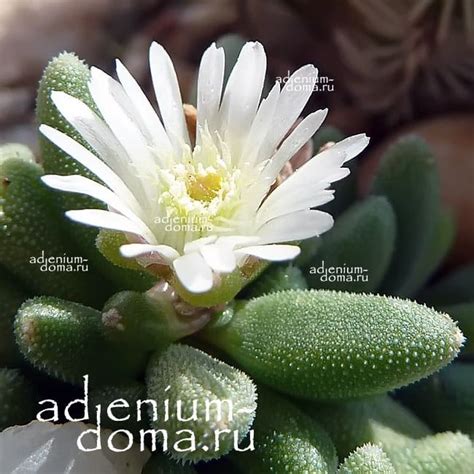 Delosperma KARROOICUM (Делосперма) - Суккуленты и каудексные - Интернет ...