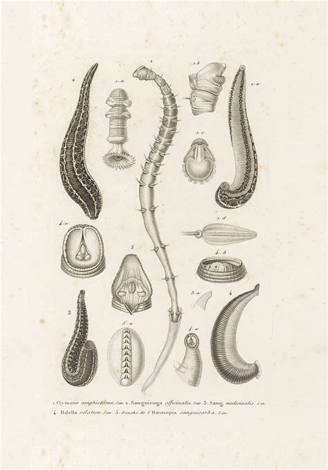 Arsenic and Old Leeches | Lapham’s Quarterly