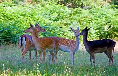 Fallow Deer Free Stock Photo Public Domain Pictures