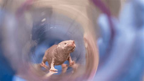 Naked Mole Rats Can Produce Offspring Their Entire Lives And Now We