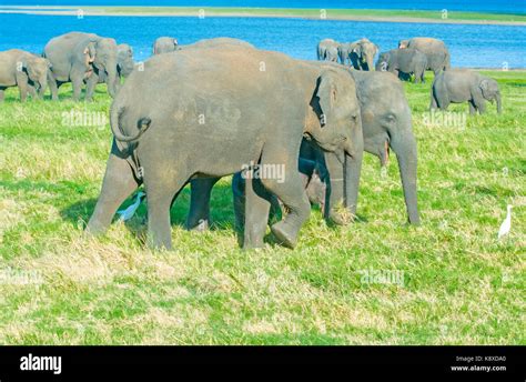 Wild Elephants In Minneriya National Park Stock Photo - Alamy