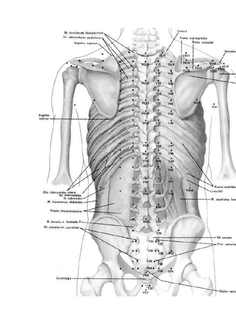 Atlas De Acupuntura Pdf