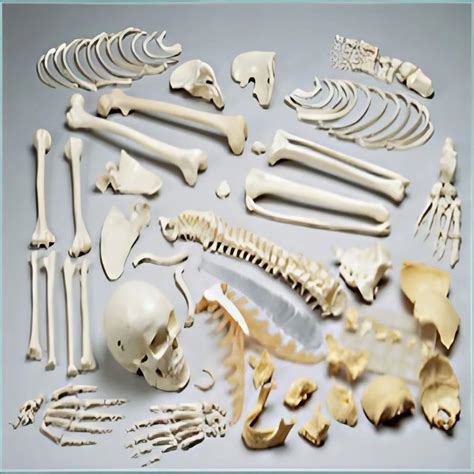 Disarticulated Skeleton With Skull Bep At Best Price In Pune