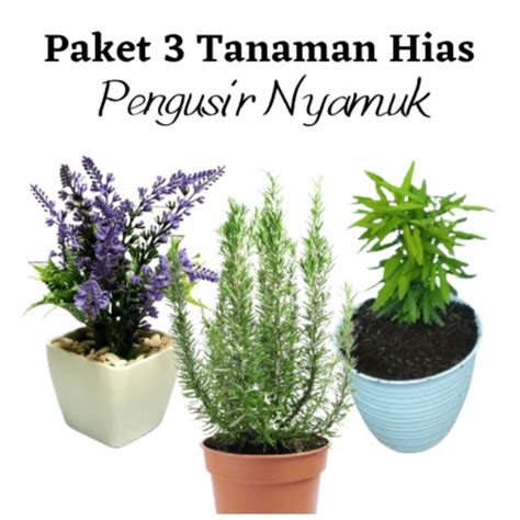 Jual Paket Tanaman Pohon Anti Nyamuk Tanaman Lavender Pohon Zodia