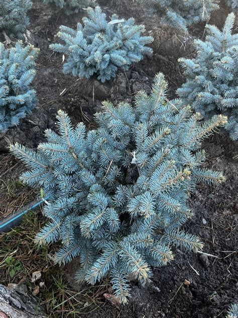 Ель колючая "Glauca Globosa" купить по цене 97500 рублей от питомника ...