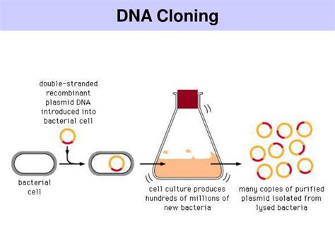 PPT - Genomic DNA Cloning PowerPoint Presentation - ID:3922446