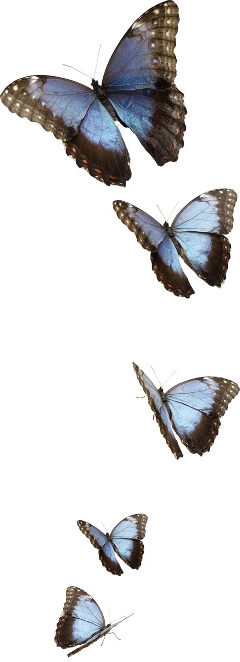 Butterfly PNG Transparent Images, Pictures, Photos | PNG Arts