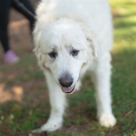 Lilo And Loki Great Pyrenees Rescue Of Atlanta