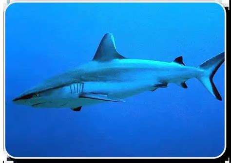 Gray Reef Shark Facts - Habitat, Diet, Social Behavior & Humans -SharkSider