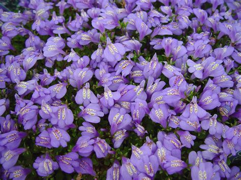 Down-Sizing the Lawn | Garden Housecalls