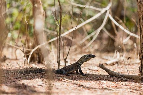 10 Adorable Baby Komodo Dragon Facts (Unique And Rare)